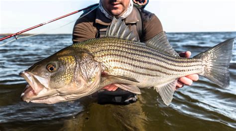 striper forum|striped bass fly fishing forum.